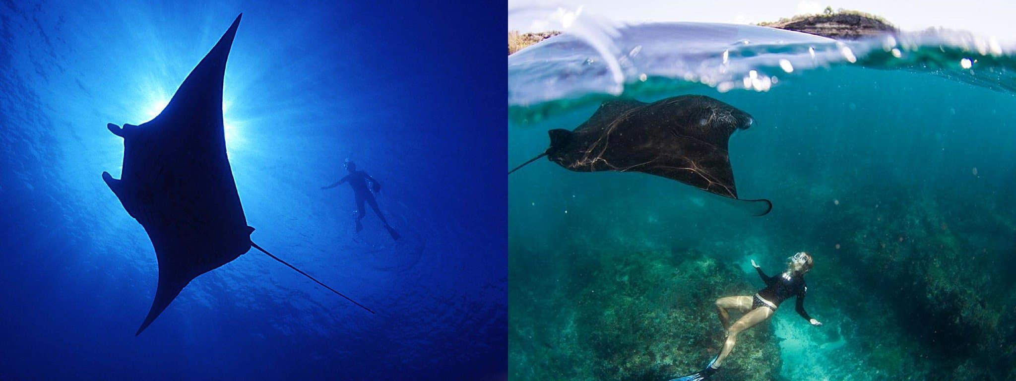 Manta ray nusa penida