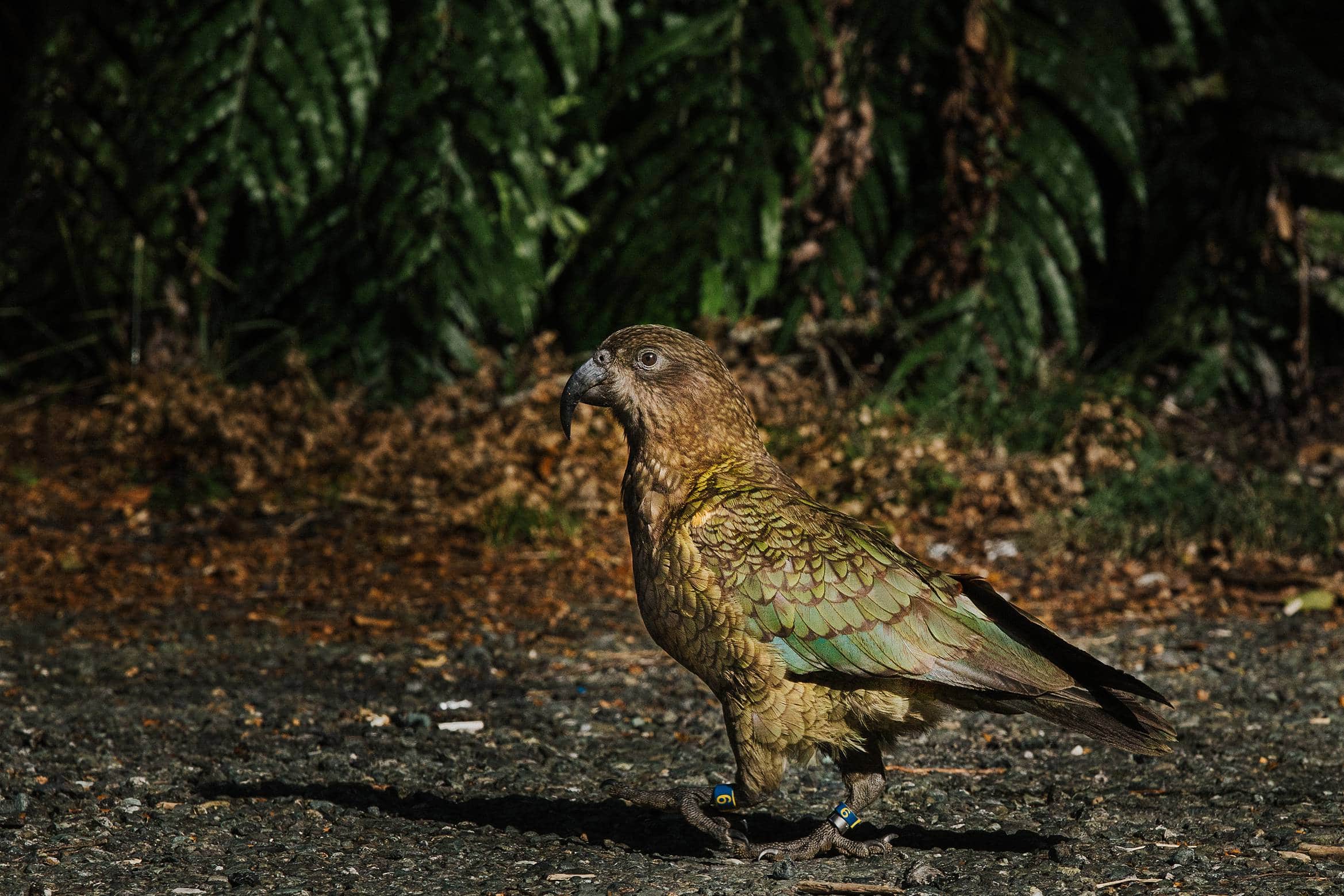 Kea in Milford Sound