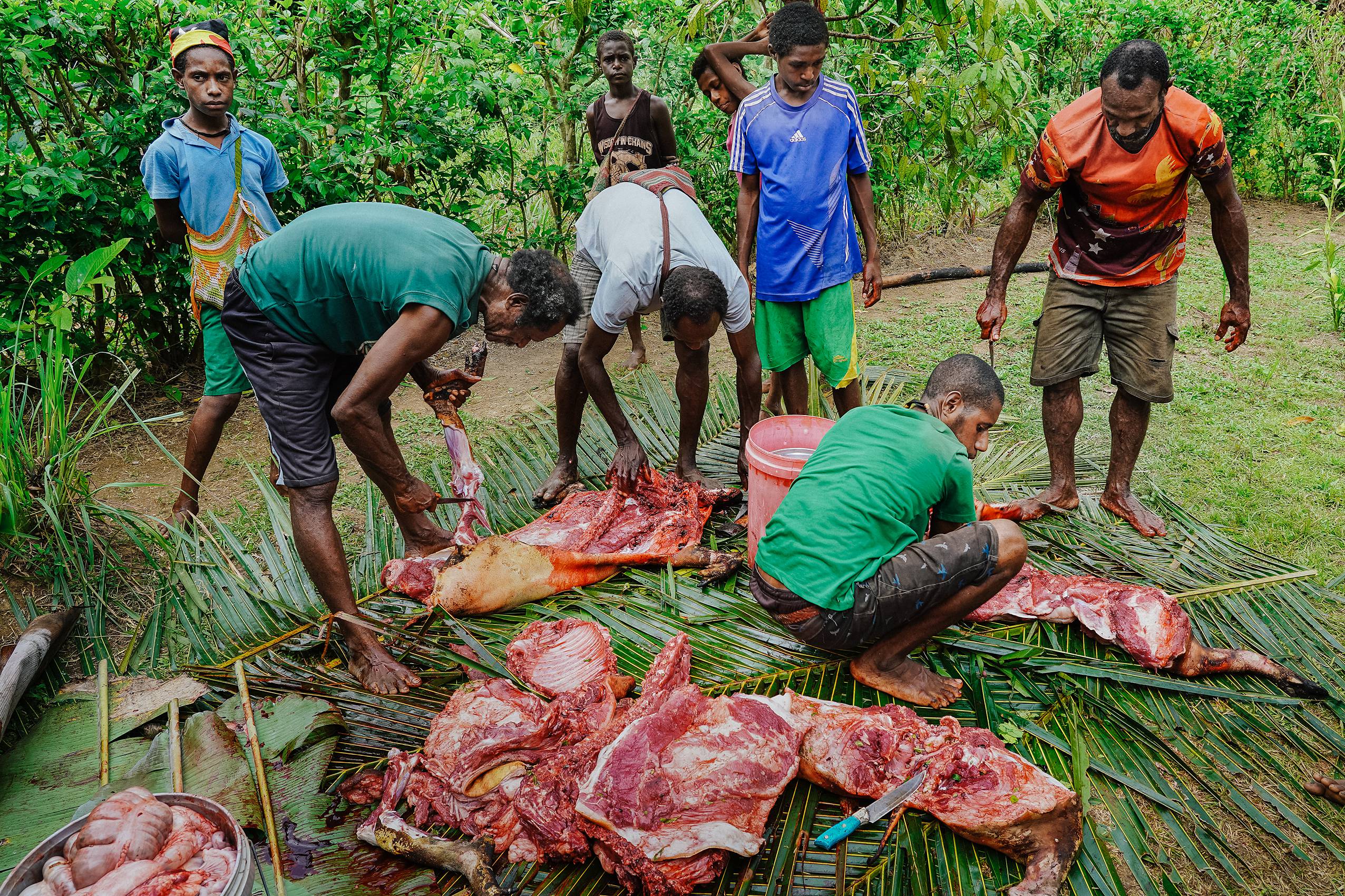 Preparing pig feast Mumu Papua New Guinea