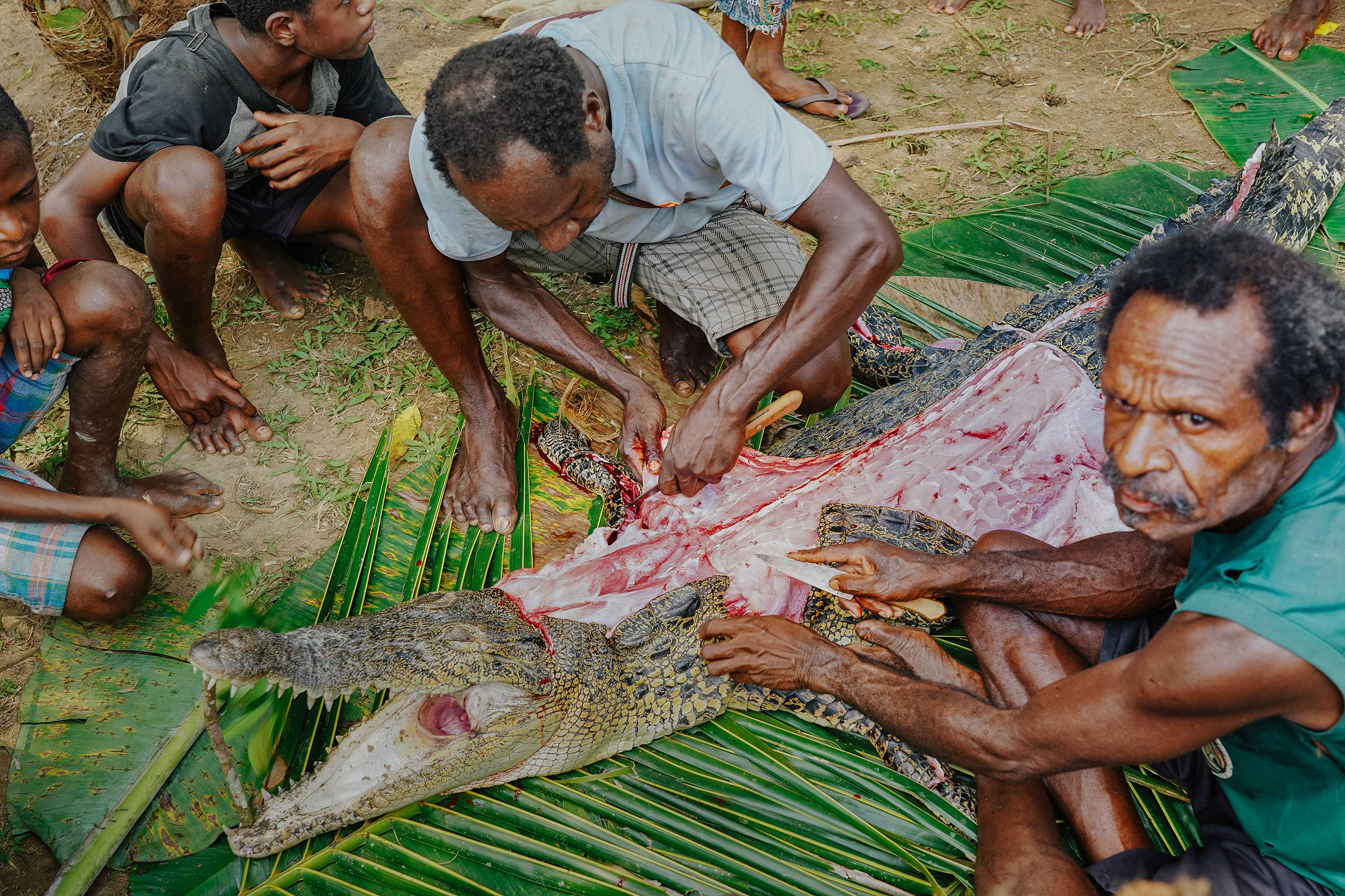 Crocodile butchered Papua New Guinea