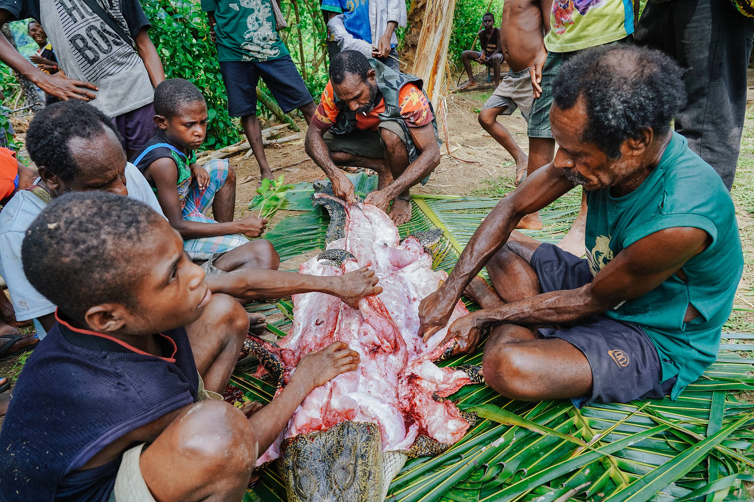 Crocodile butchered Papua New Guinea