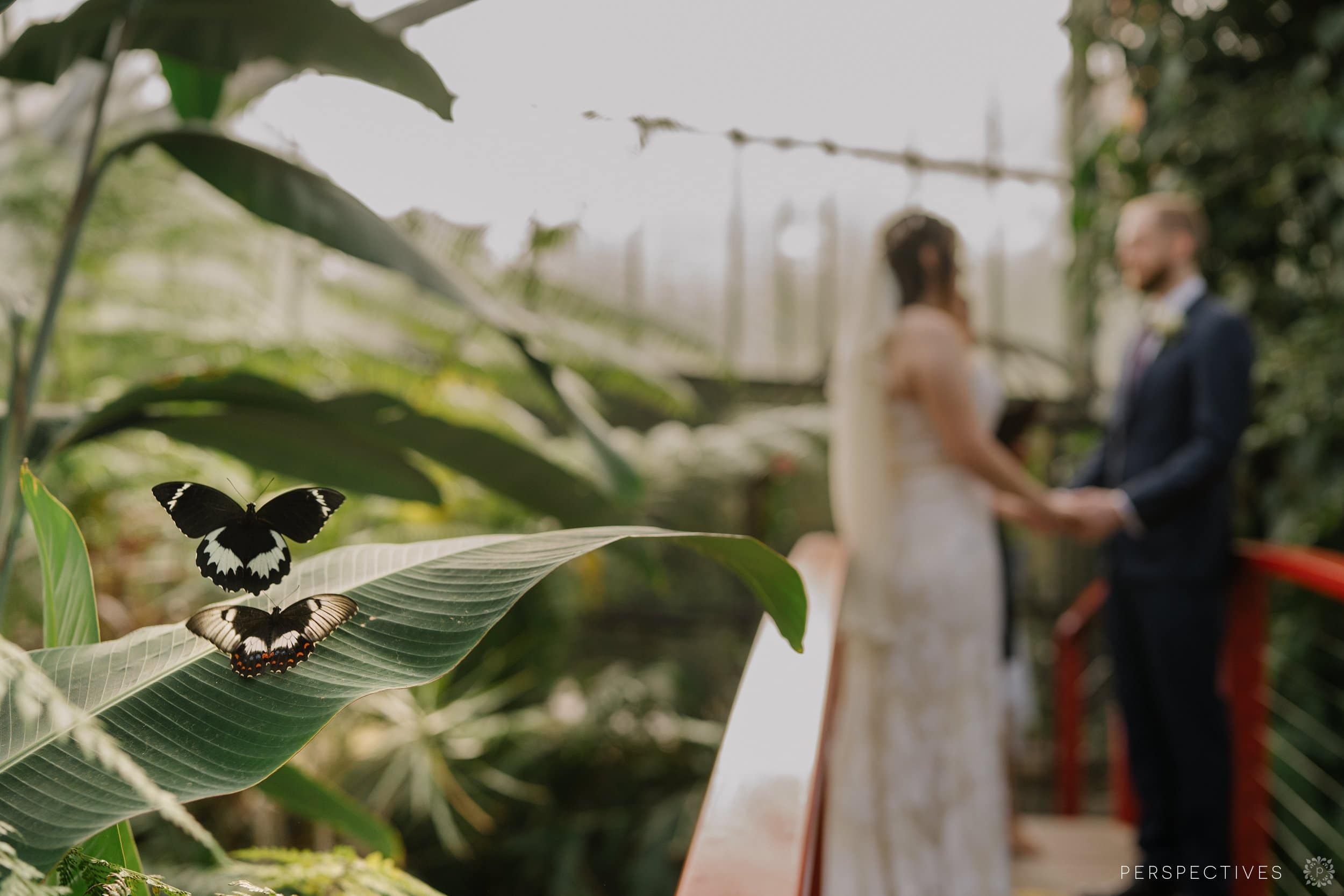 Kuranda Butterfly Sanctuary wedding