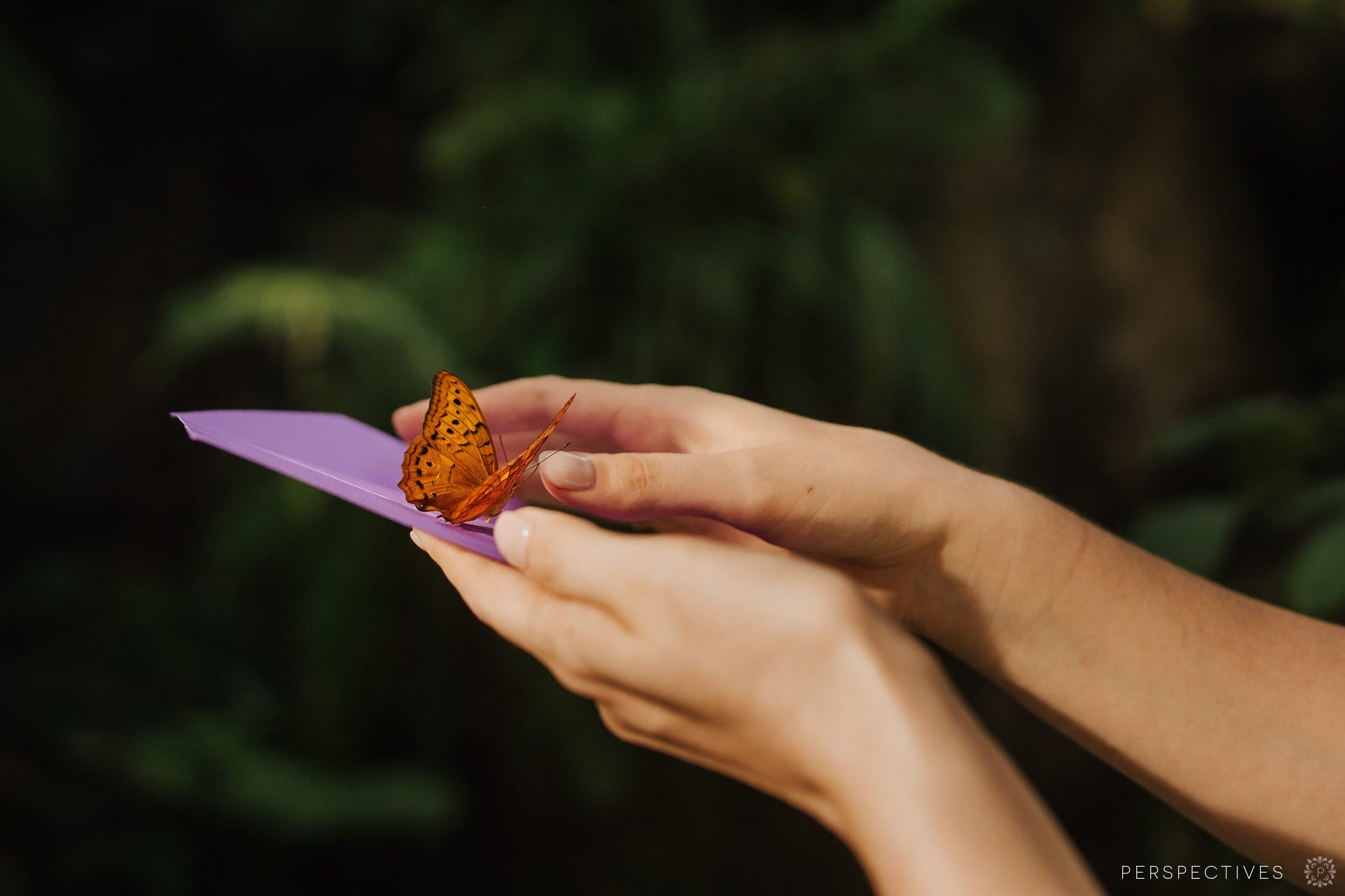 Kuranda Butterfly Sanctuary wedding
