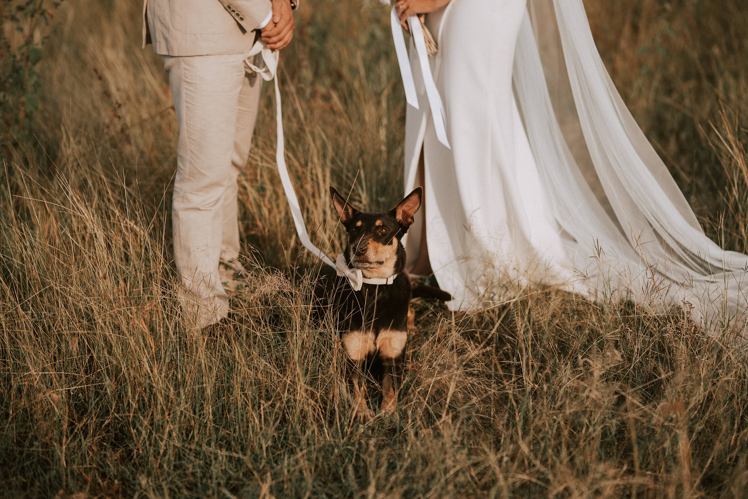 Bring your dog to your wedding ceremony