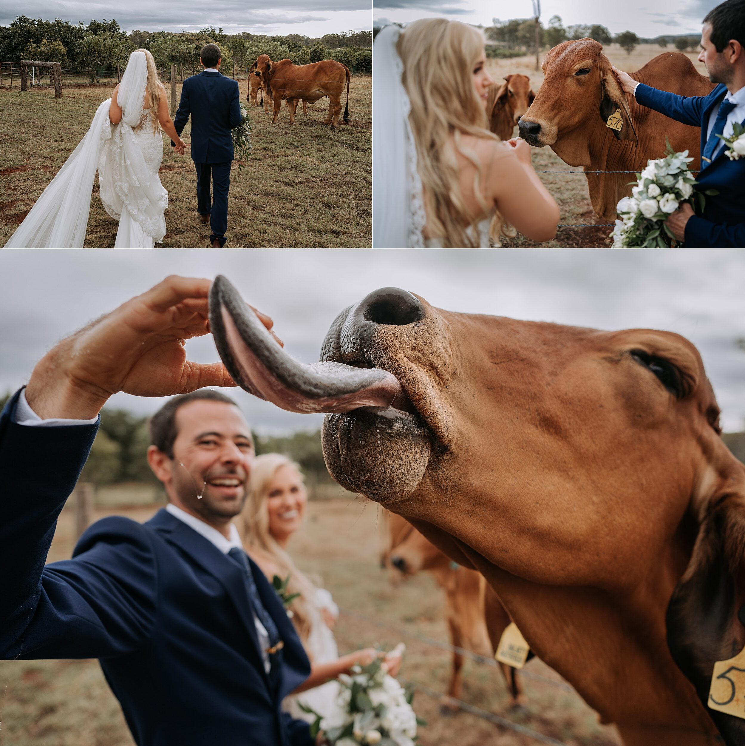 Kaban Heights by the Pines wedding photos with cows