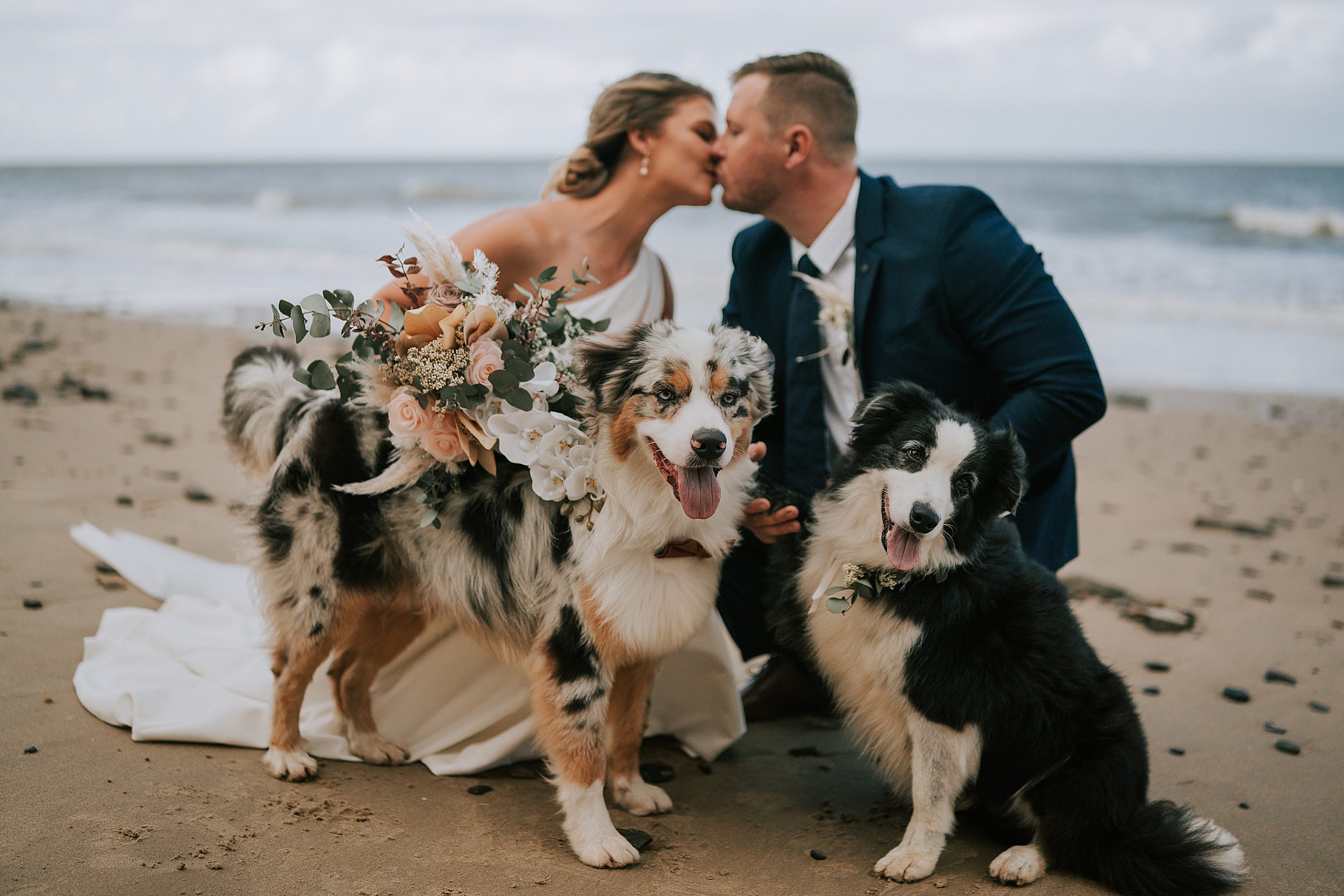 Wedding photos with dogs 