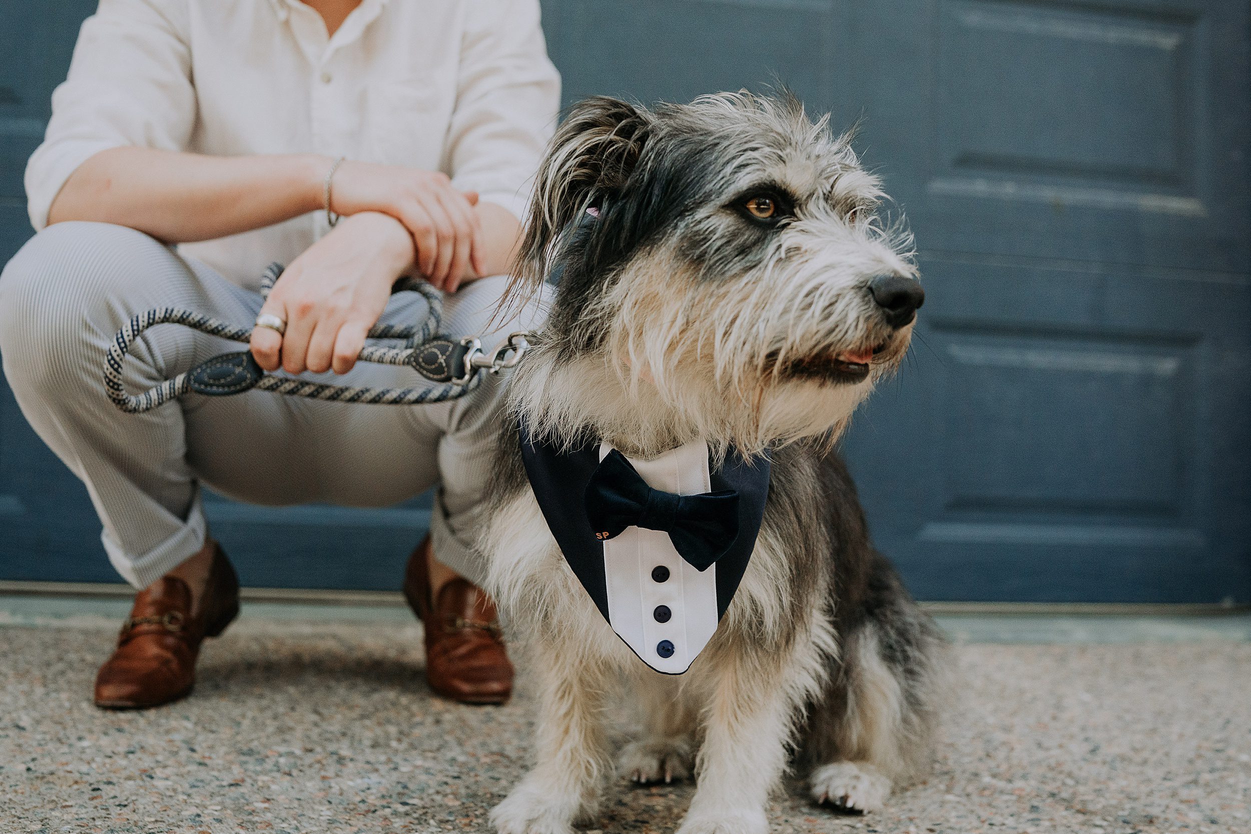 Dog in tuxedo for wedding in Port Douglas